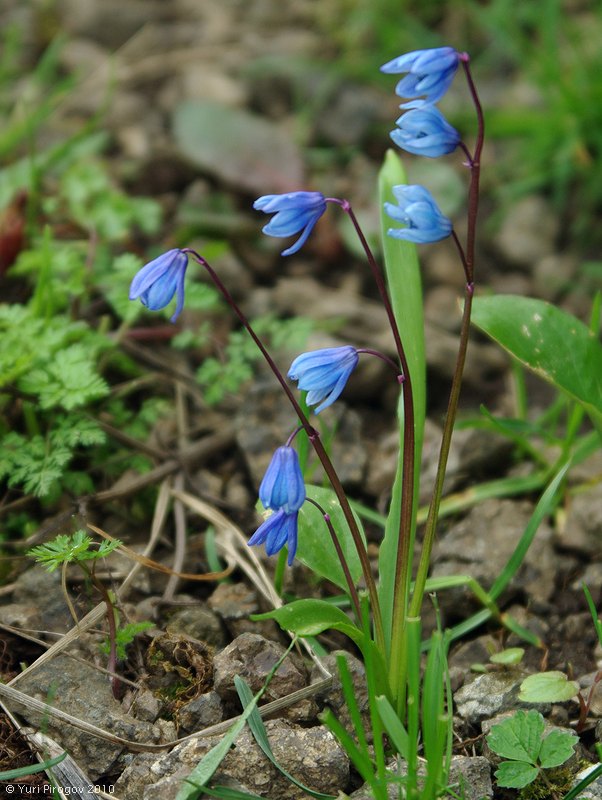 Image of Scilla caucasica specimen.