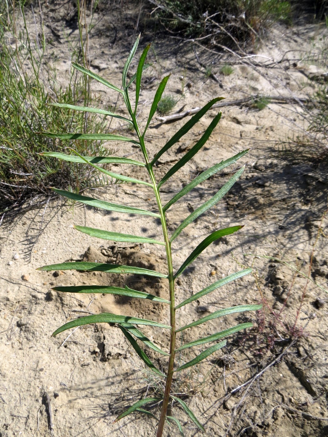 Изображение особи Rhaponticoides zaissanica.