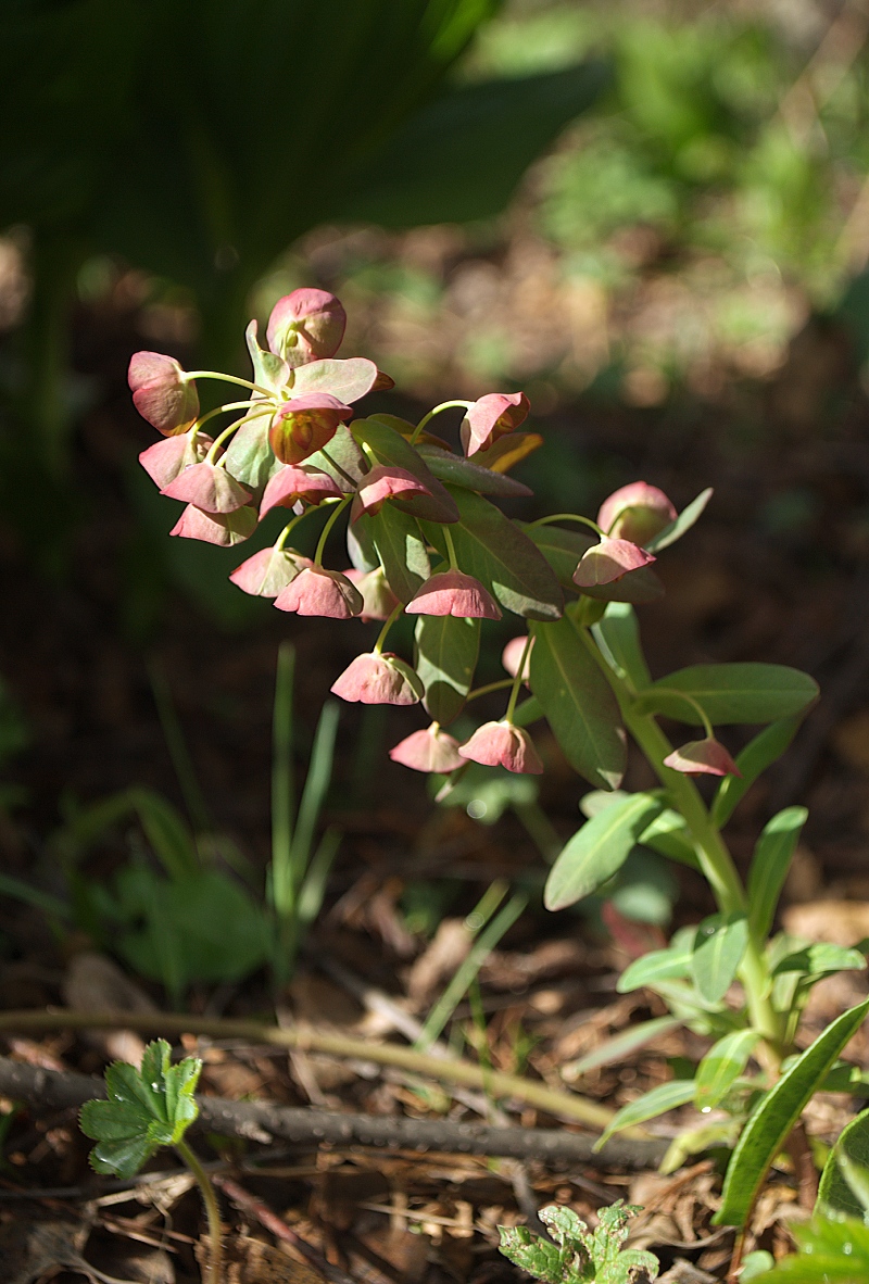 Изображение особи род Euphorbia.