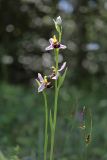 Ophrys apifera. Верхушки побегов с соцветиями. Крым, Байдарская долина, поляна в лиственном лесу. 13.06.2022.