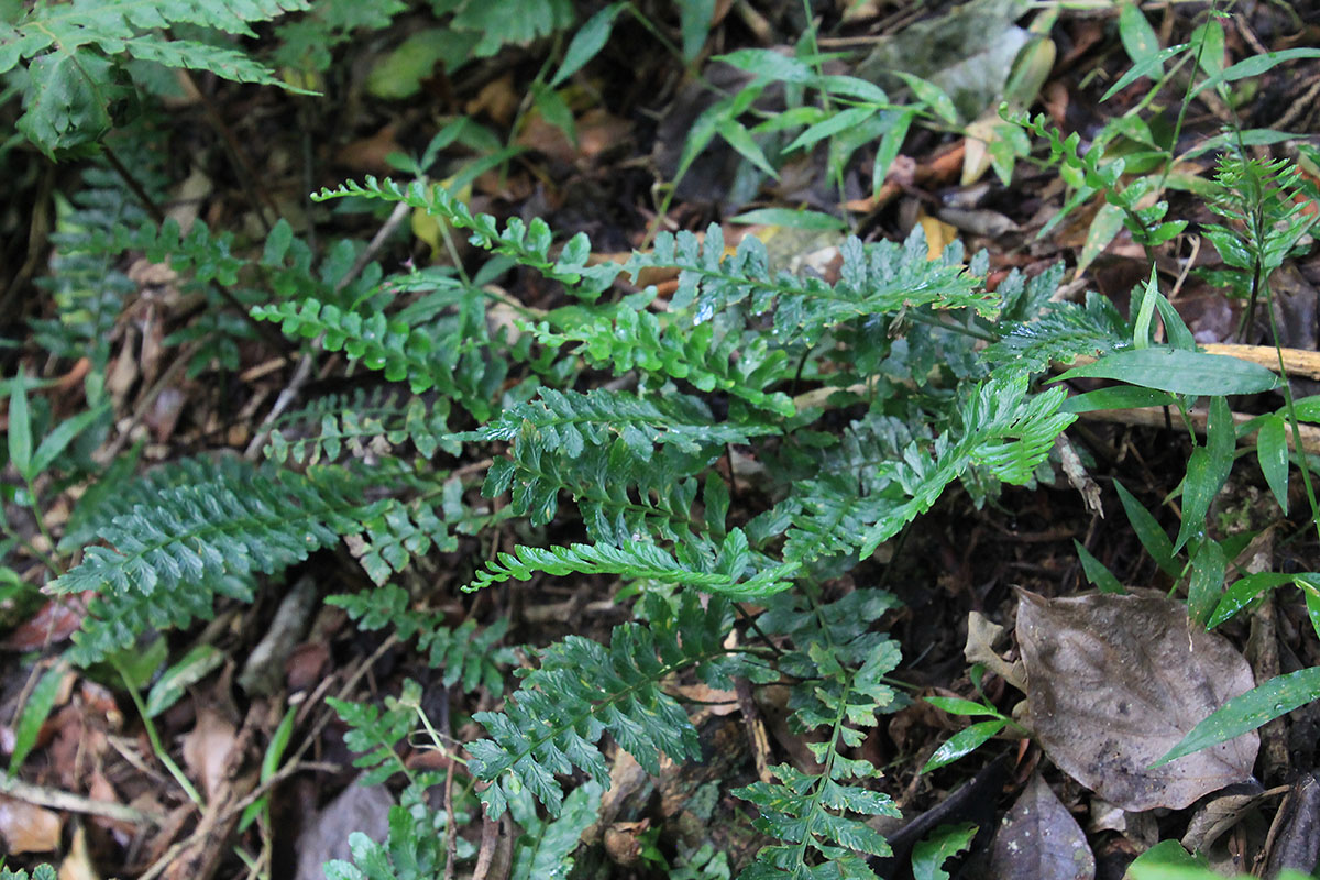 Image of class Polypodiopsida specimen.