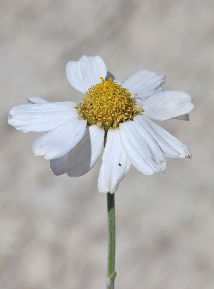 Image of Anthemis fruticulosa specimen.