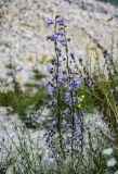 Campanula sarmatica. Верхушка цветущего растения. Чечня, Веденский р-н, берег оз. Кезенойам, ≈ 1800 м н.у.м. каменистый склон. 25.07.2022.