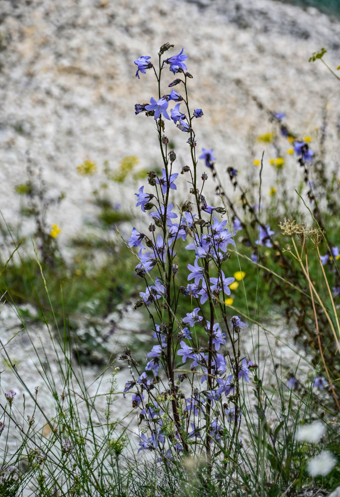 Image of Campanula sarmatica specimen.