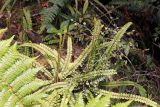 genus Blechnum