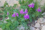 Смотреть изображение Hedysarum caucasicum