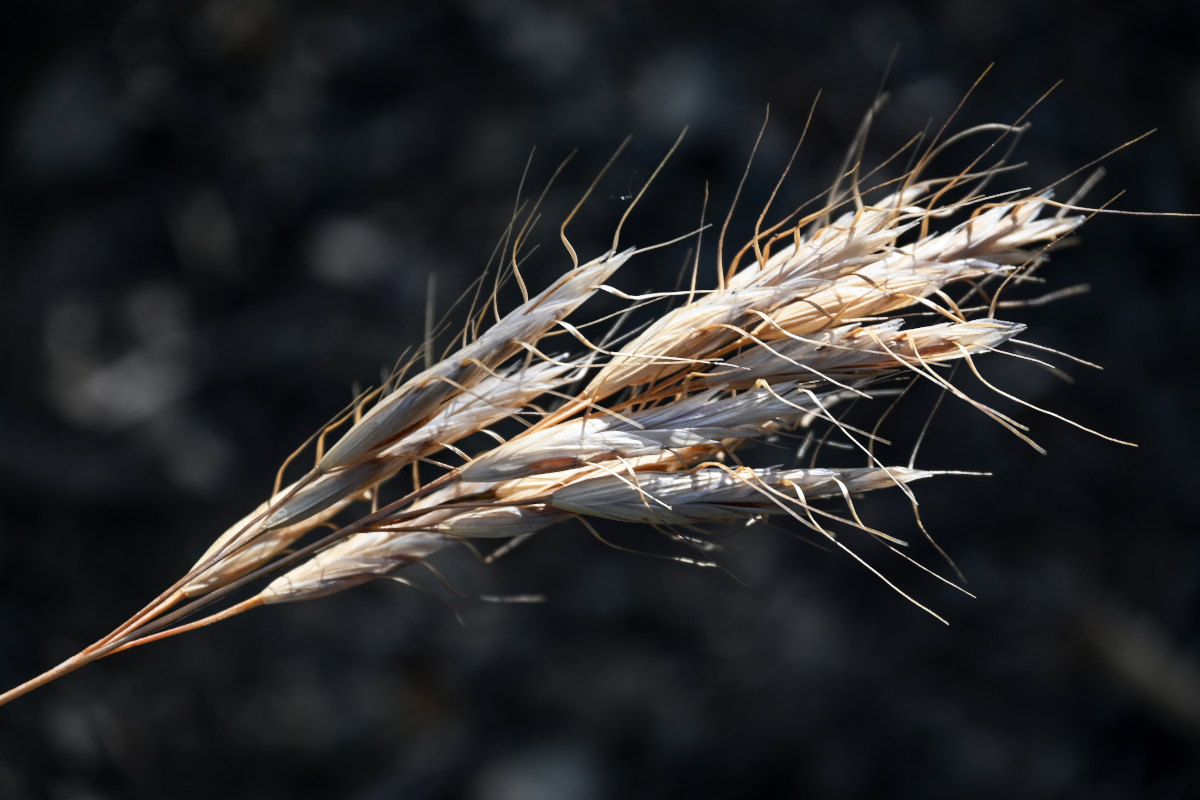 Image of Bromus danthoniae specimen.