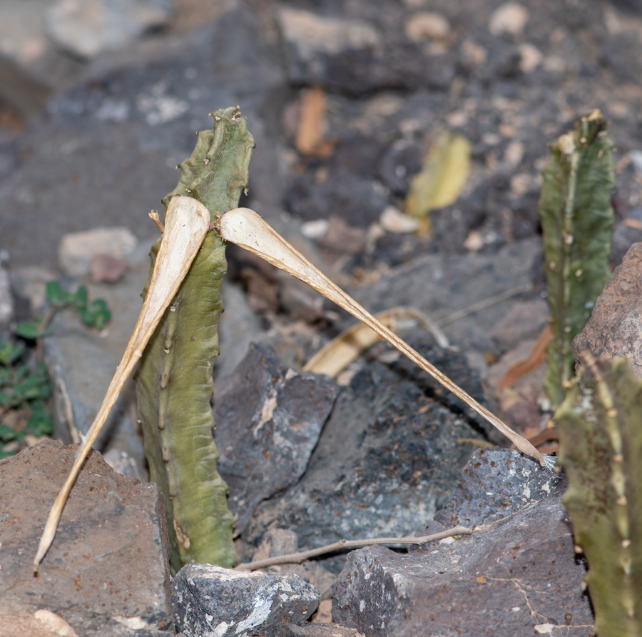 Изображение особи Apteranthes burchardii.