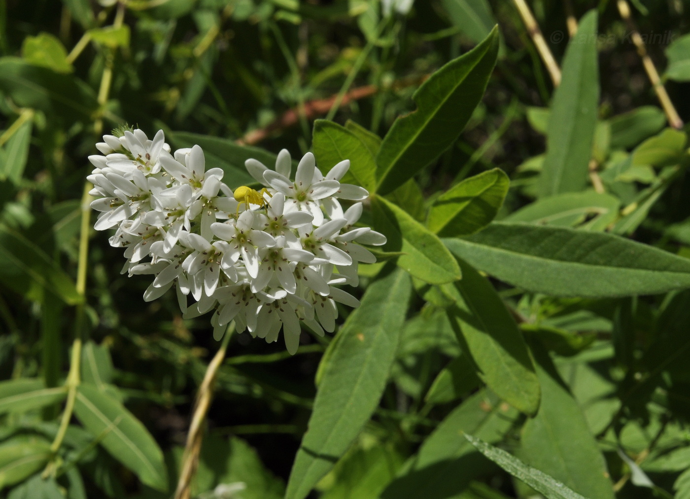 Изображение особи Lysimachia barystachys.