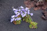 Campanula lasiocarpa. Цветущее растение. Камчатский край, Козыревский р-н, вулкан Плоский Толбачик, шлаковое поле. 19.07.2016.