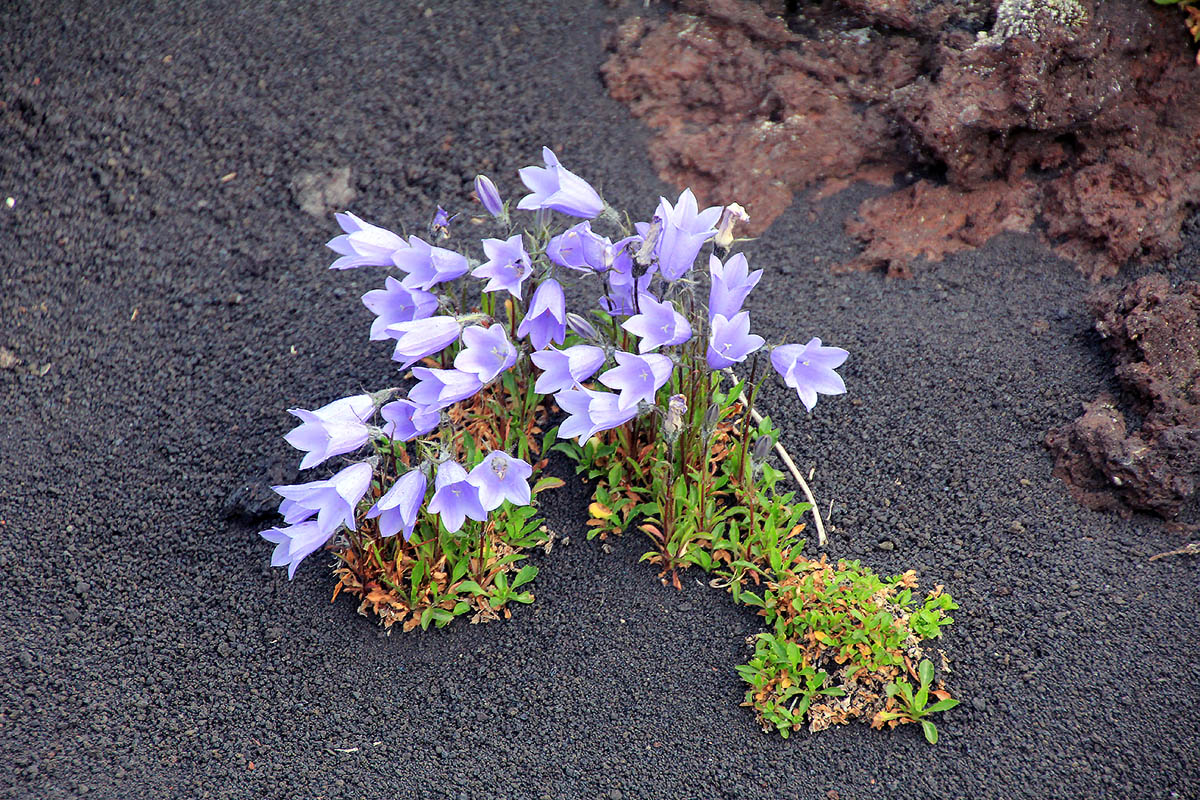 Image of Campanula lasiocarpa specimen.