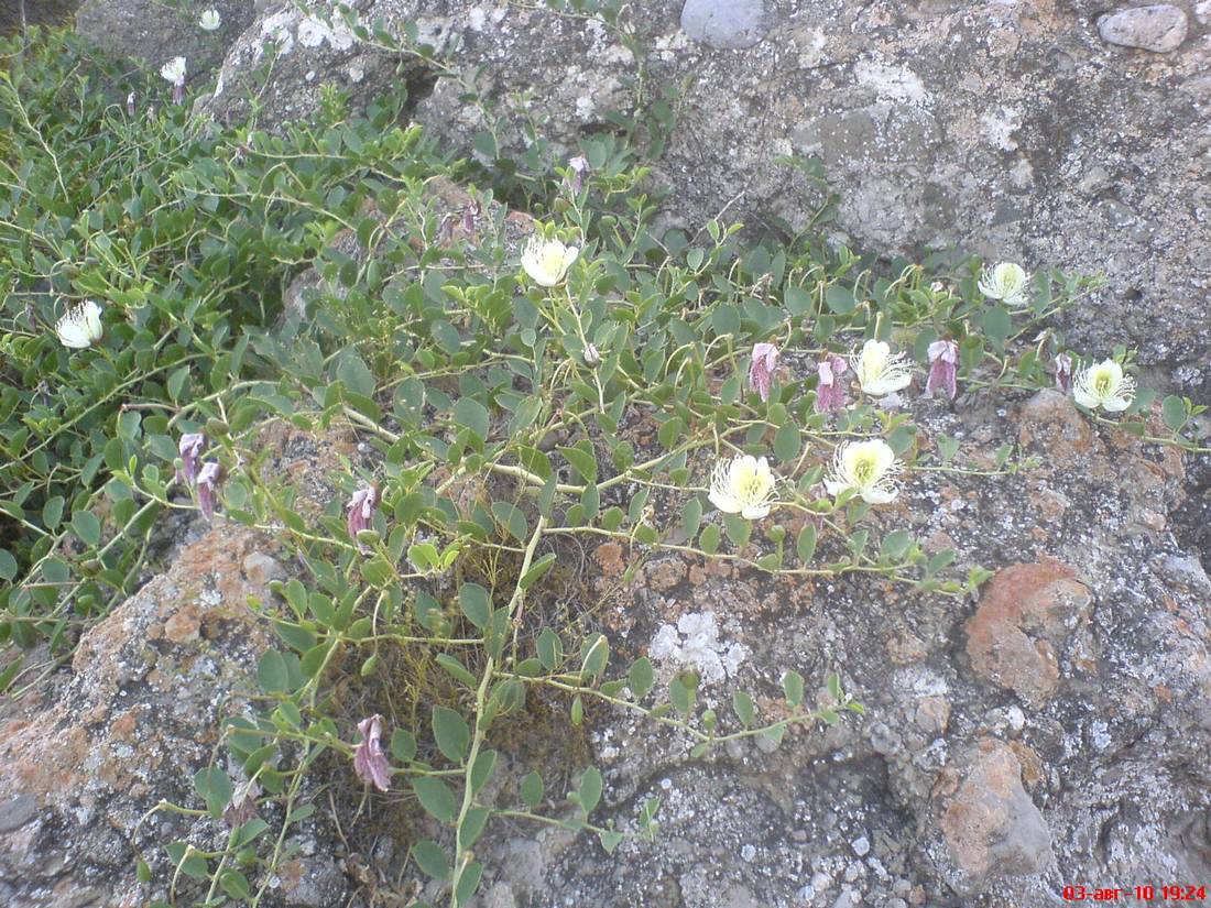 Image of Capparis herbacea specimen.