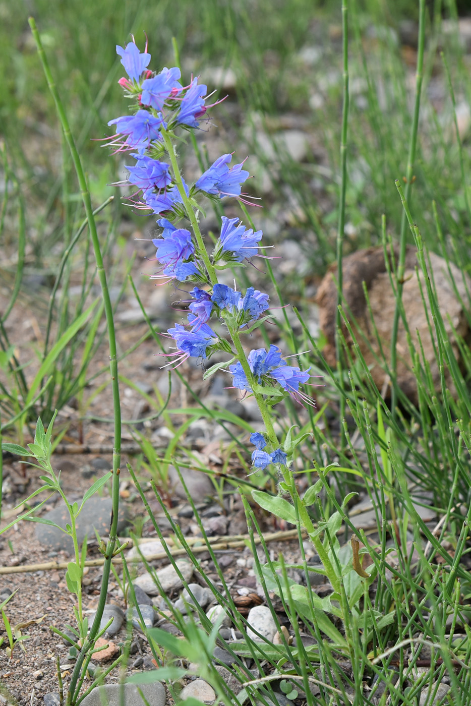 Изображение особи Echium vulgare.