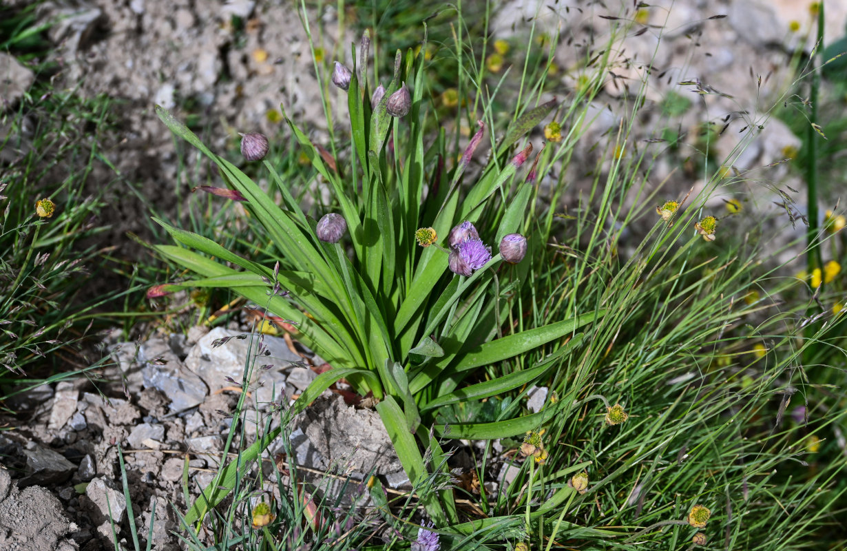 Image of Allium platyspathum specimen.