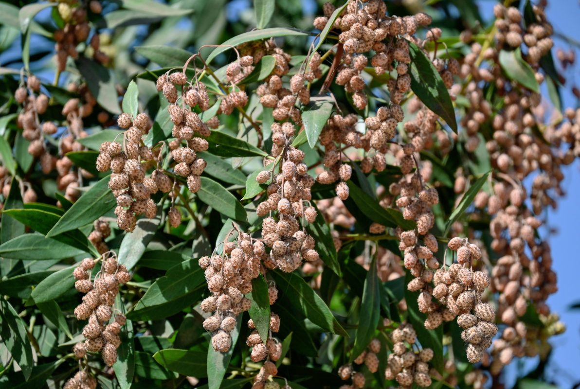 Изображение особи Conocarpus erectus.