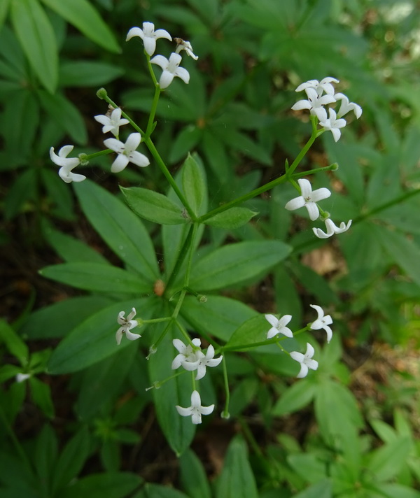 Изображение особи Galium odoratum.