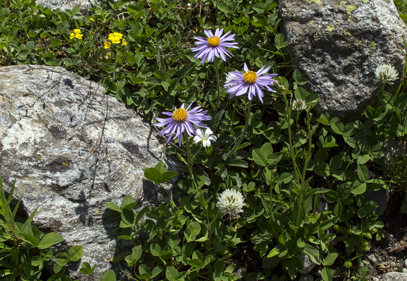 Изображение особи Aster alpinus.