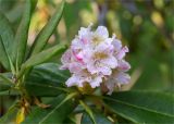 genus Rhododendron. Соцветие и листья. Санкт-Петербург, Курортный р-н, г. Сестрорецк, парк \"Дубки\". 23.06.2023.