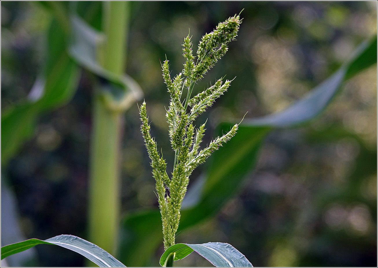 Image of Echinochloa crus-galli specimen.