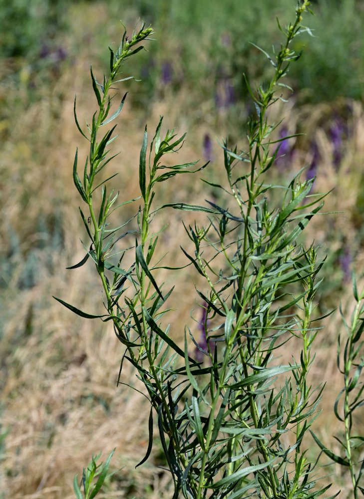 Image of Artemisia dracunculus specimen.