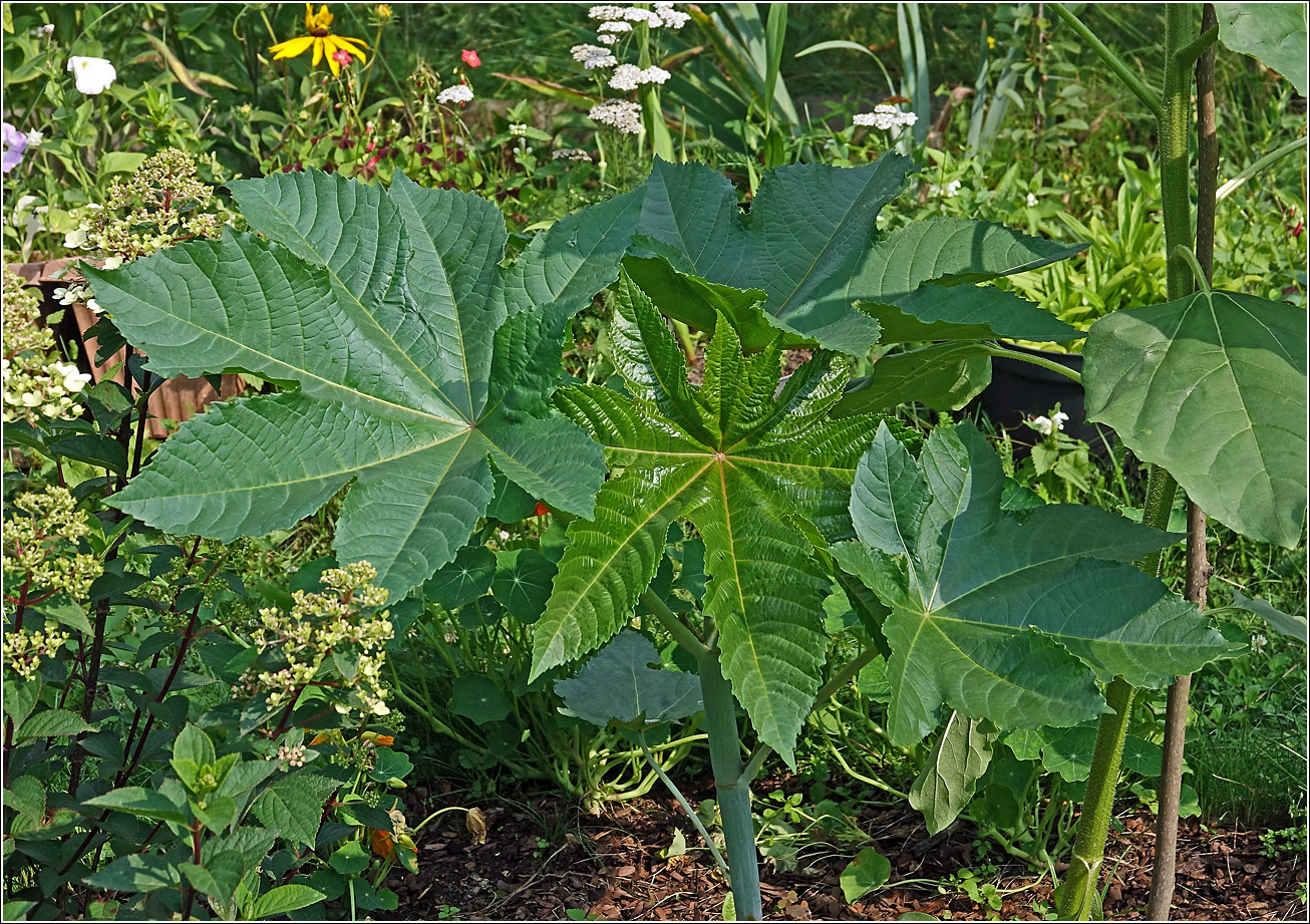 Image of Ricinus communis specimen.