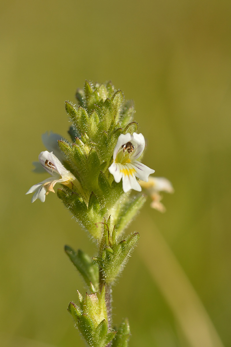 Image of Euphrasia petiolaris specimen.