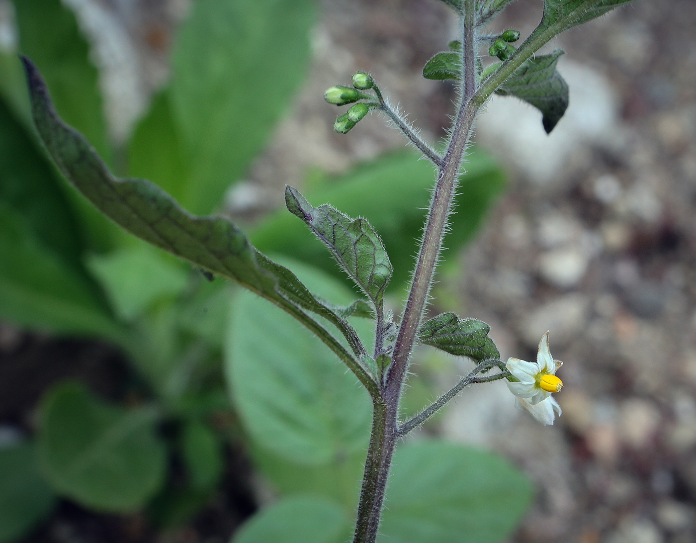 Image of Solanum pseudocapsicum specimen.