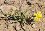 Senecio subdentatus