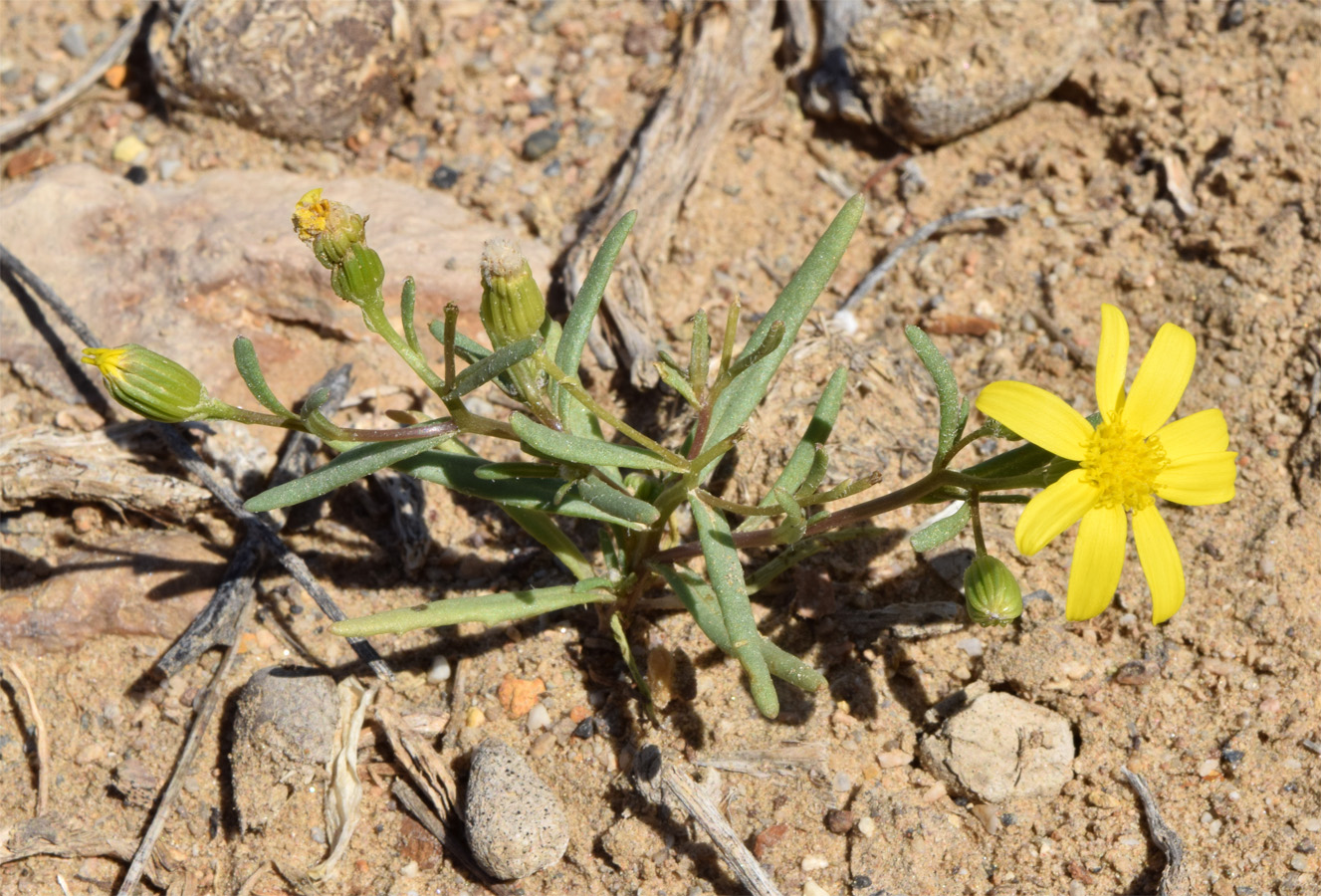 Изображение особи Senecio subdentatus.