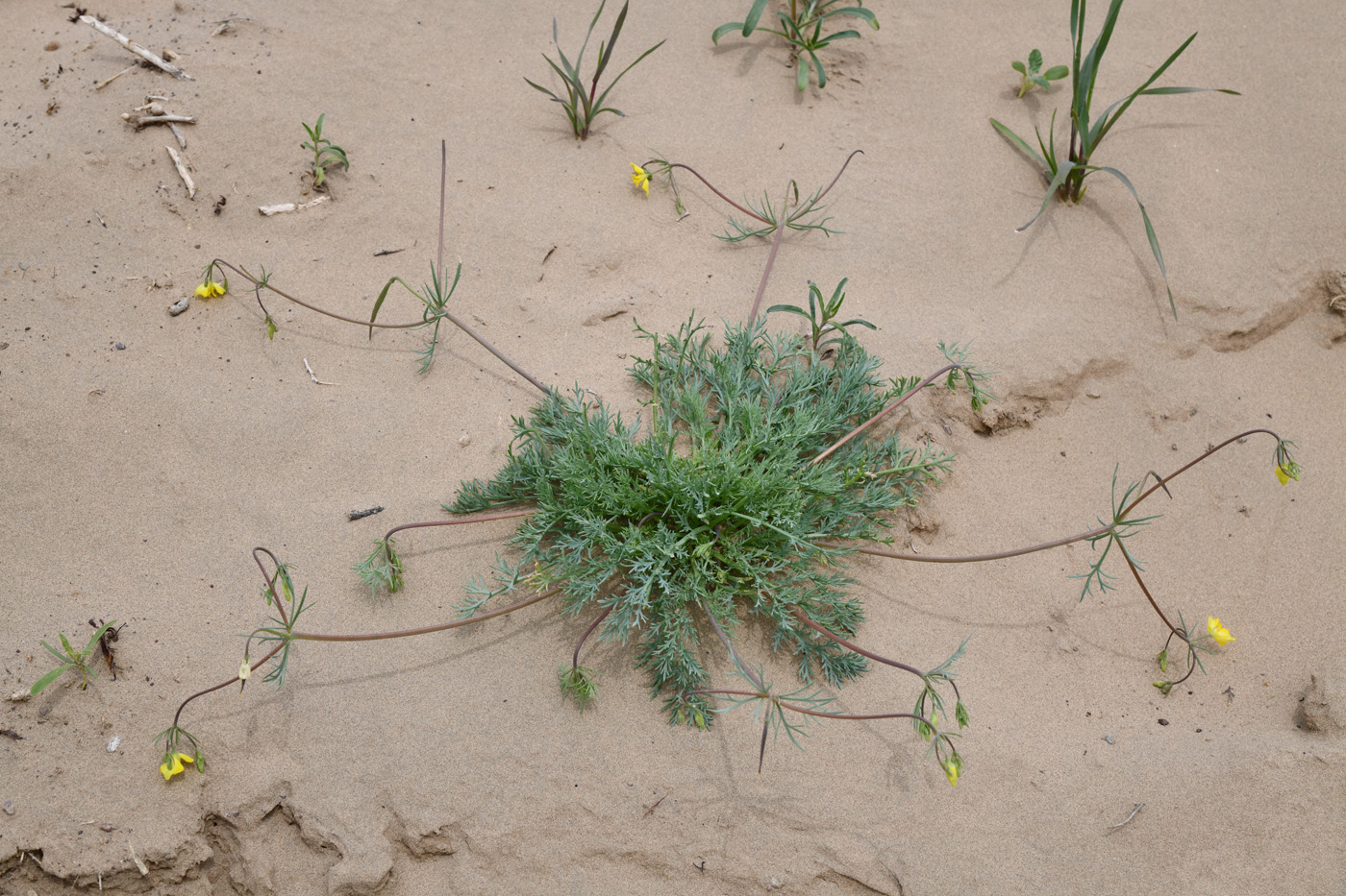 Image of Hypecoum parviflorum specimen.