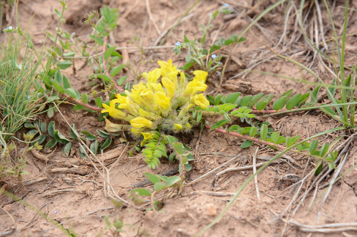 Изображение особи род Astragalus.