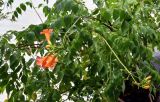 Campsis radicans. Верхушки побегов с соцветиями. Китай, Гуанси-Чжуанский автономный р-н, г. Яншо, в культуре. 31.05.2024.