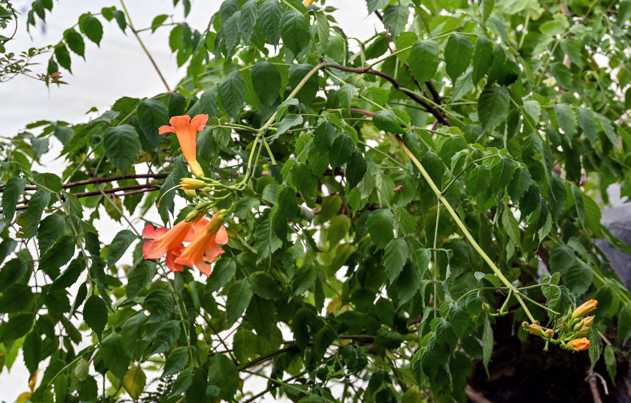 Image of Campsis radicans specimen.