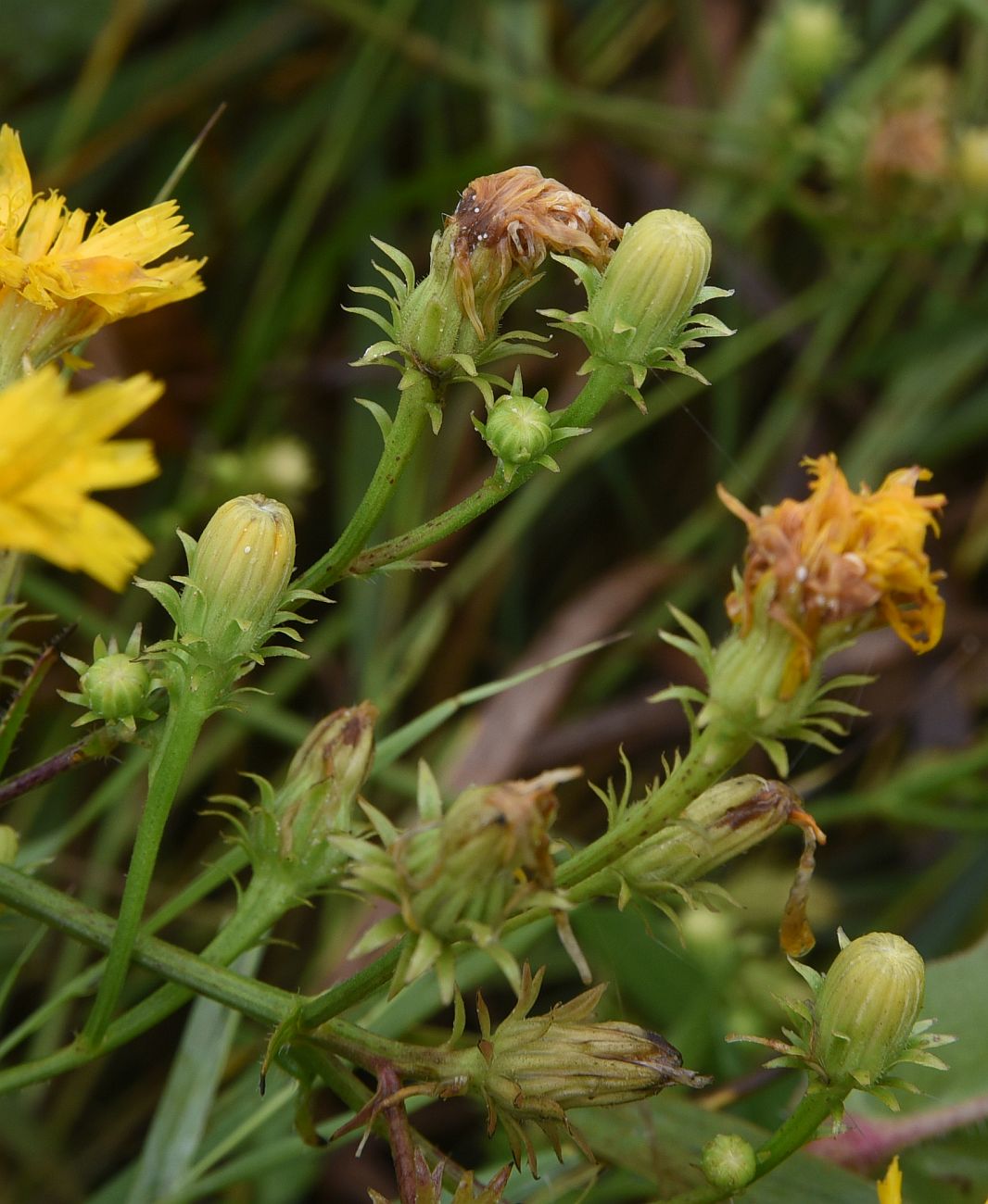 Image of Picris hieracioides specimen.