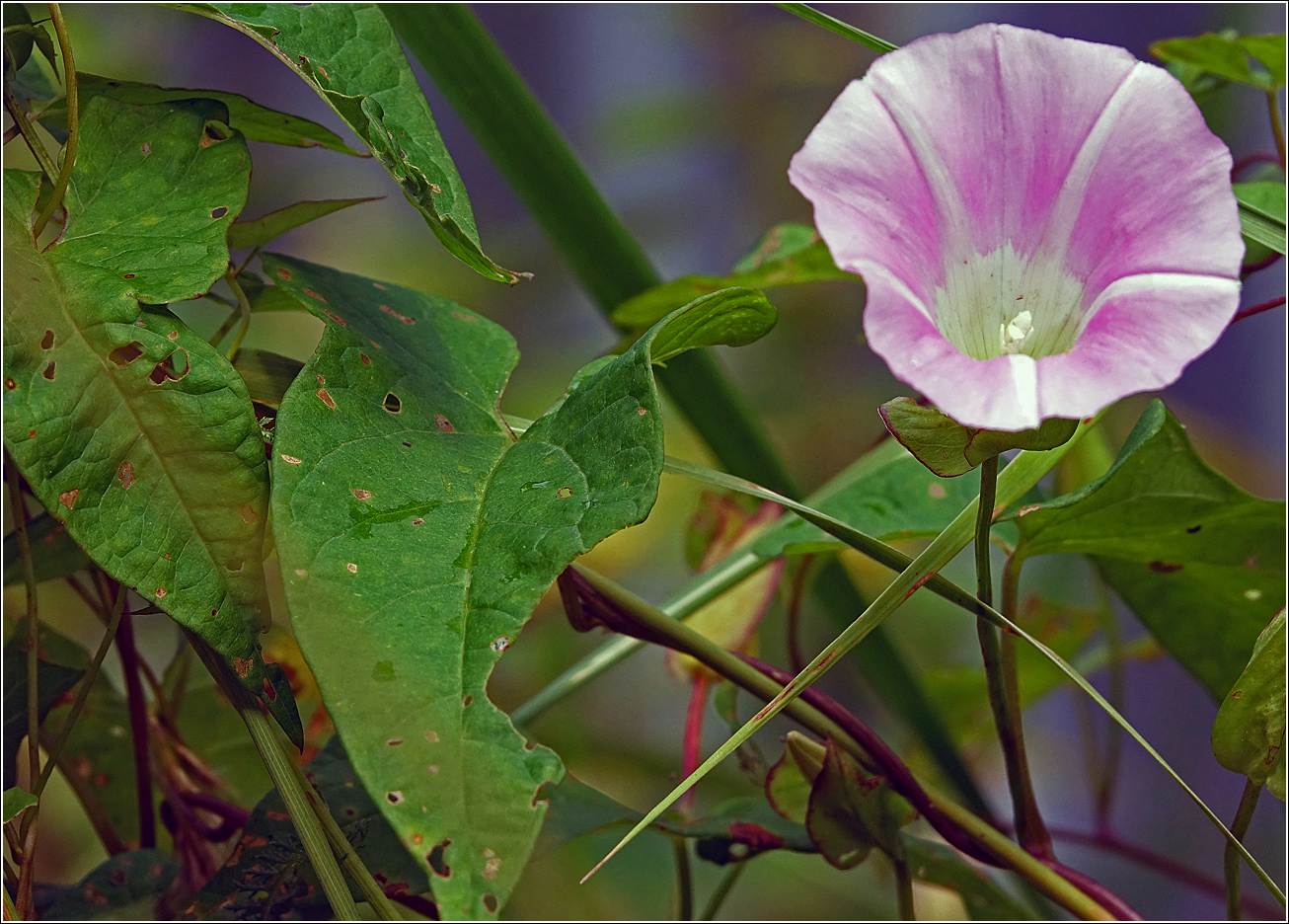 Изображение особи Calystegia sepium.