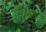 Plantago major. Листья. Московская обл., Раменский р-н, окр. ж.-д. платформы Хрипань, смешанный лес, просека, лесная дорога. 09.06.2024.