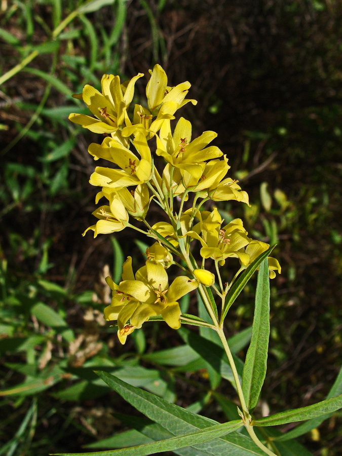 Image of Lysimachia davurica specimen.