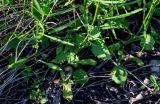 Campanula rotundifolia. Нижние части побегов. Красноярский край, гор. округ Норильск, пос. Снежногорск, побережье Усть-Хантайского водохранилища, подножие лугового склона. 27.07.2023.