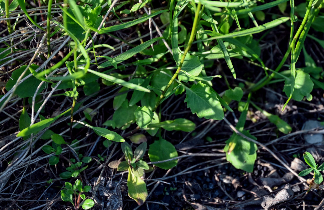 Image of Campanula rotundifolia specimen.