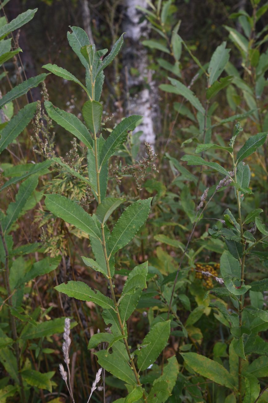 Image of Salix cinerea specimen.