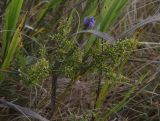 род Galium. Плодоносящее растение. Липецкая обл., Данковский р-н, 150 м от Камня Кудеяра, правый берег р. Дон, степь. 2 августа 2024 г.