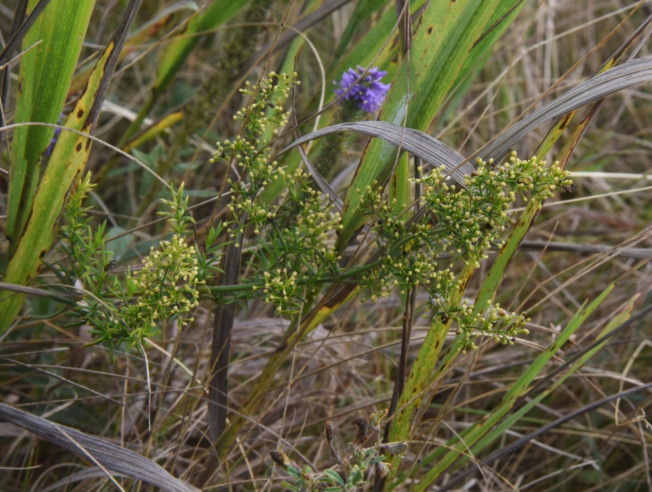 Изображение особи род Galium.