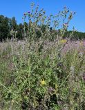 Cirsium vulgare. Цветущие растения. Московская обл., Пушкинский гор. округ, северо-восточное побережье Учинского водохранилища, залежь. 27.07.2024.