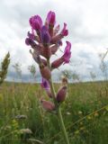 Oxytropis songarica. Соцветие. Казахстан, Восточно-Казахстанская обл., Калбинский Алтай, окр. пер. Таргын, платообразная вершина, степь. 9 июля 2024 г.