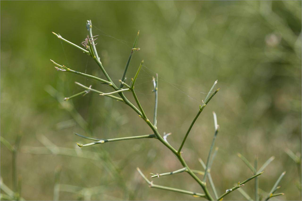 Image of familia Fabaceae specimen.