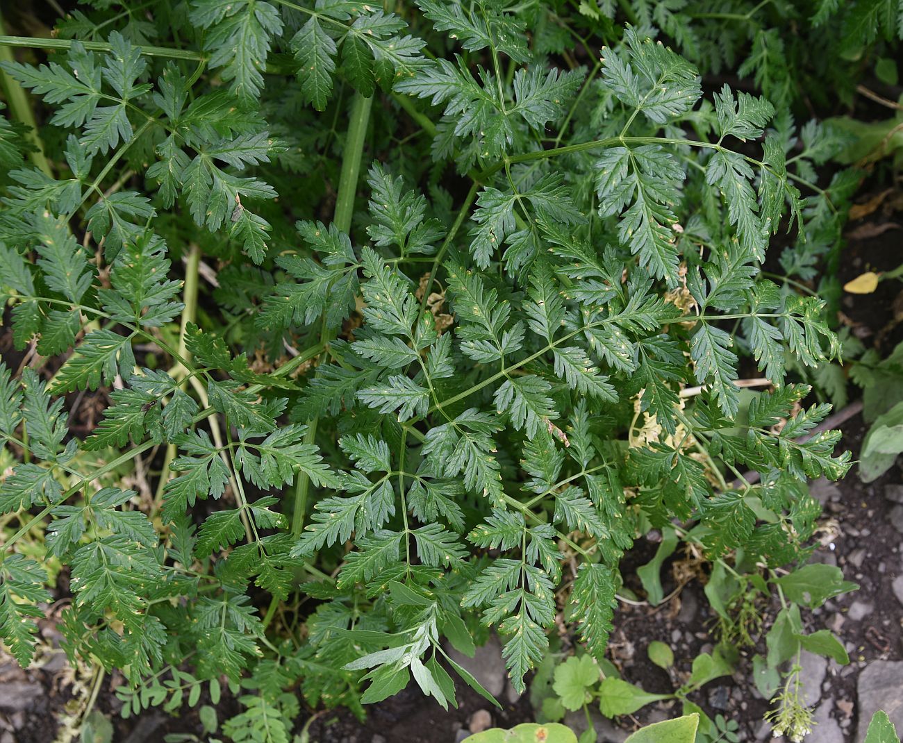 Image of Conium maculatum specimen.