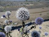 Echinops sphaerocephalus. Верхушка цветущего растения. Дагестан, Ахтынский р-н, с. Ахты, дол. р. Ахтычай (правый приток р. Самур), илистая отмель. 05.08.2024.