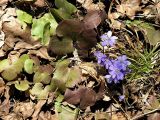 Hepatica nobilis