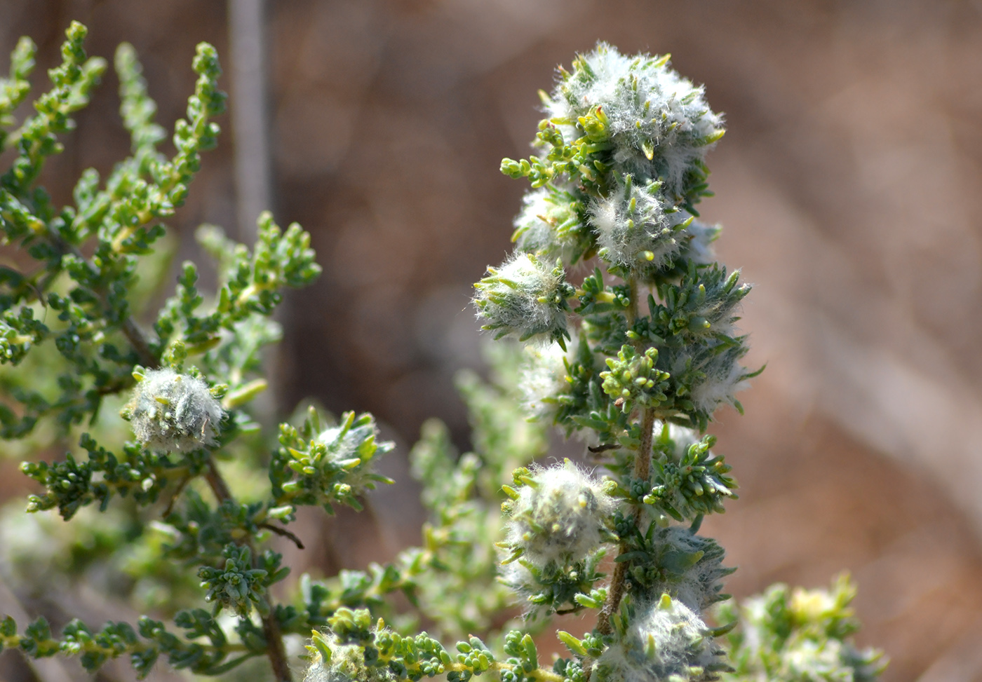 Image of Salsola dendroides specimen.