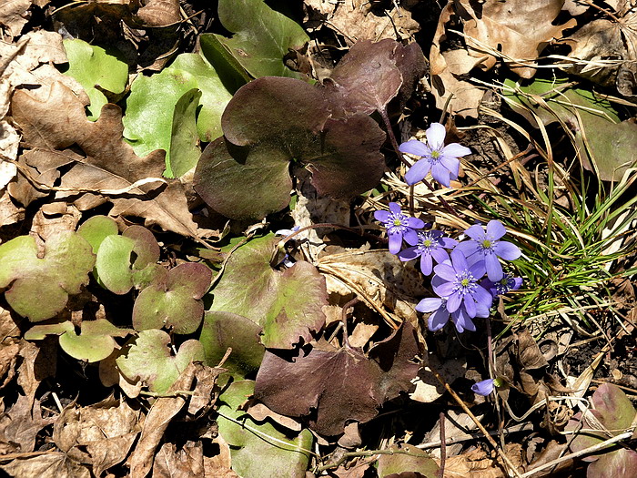 Image of Hepatica nobilis specimen.